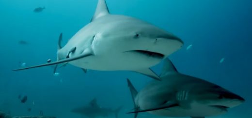 Punta Cana Shark Attack Information