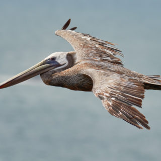 Punta Cana Brown Pelican