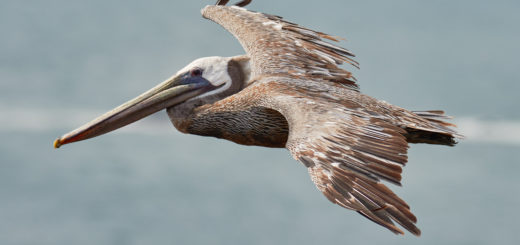 Punta Cana Brown Pelican